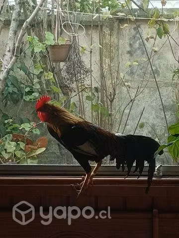 Gallo kikiriki de raza.
