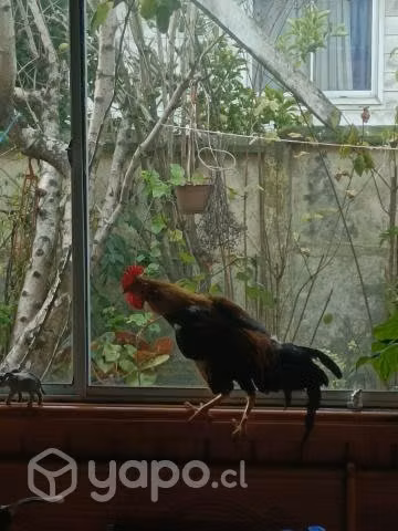 Gallo kikiriki de raza.
