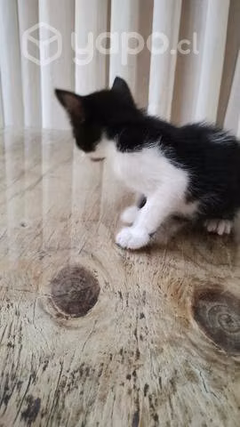 En adopción