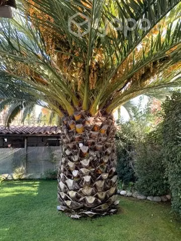 Excelente Palmera