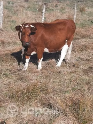Vaca preñada por encargo - Imagen 2