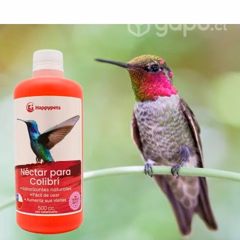 Néctar Colibrí Picaflores Jardín Aves Pajar