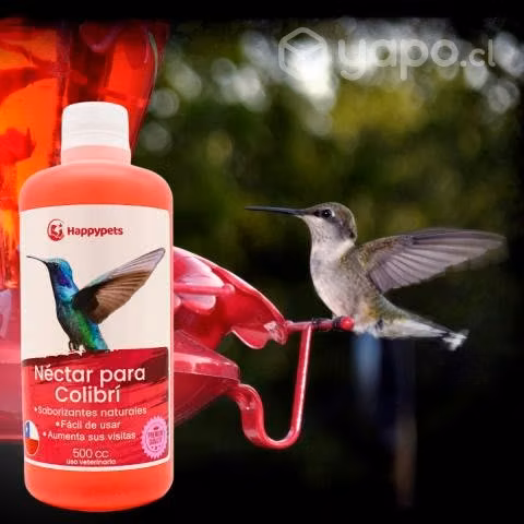 Néctar Colibrí Picaflores Jardín Aves Pajar