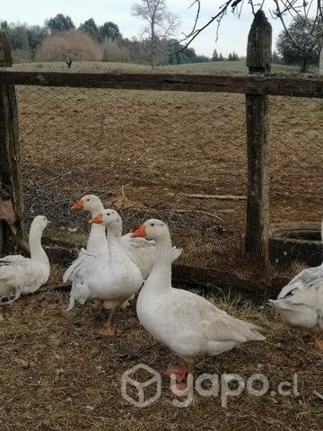 Ganzo blanco macho - Imagen 2