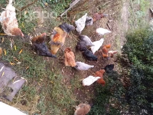 Gallinas de campo