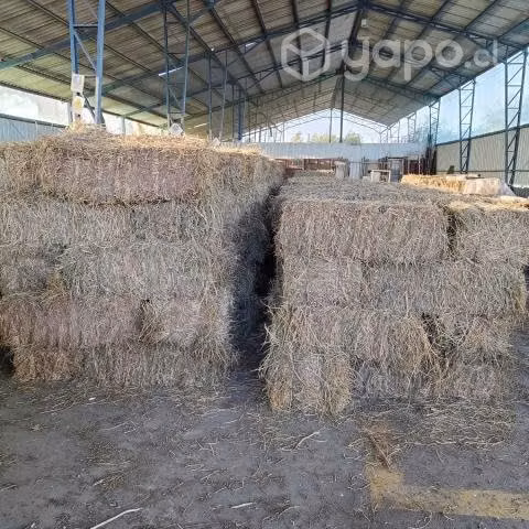 Fardos Alfalfa ultimas unidades - Imagen 2