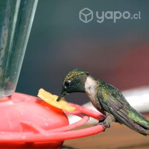 Bebedero Colibrí Néctar Picaflor Jardín Pajaritos - Imagen 6