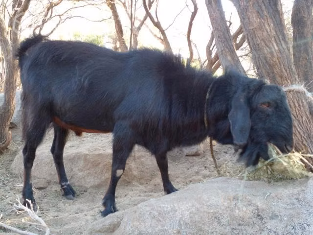 CHIVO cabra rumpo