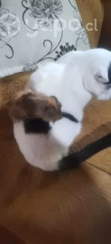 Coballa, kuy