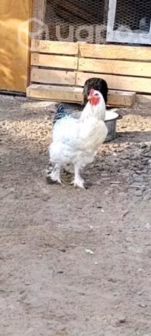 Gallo de 6 meses - Imagen 2