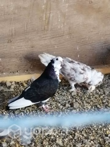 Palomas capuchinas y palomas corbatas