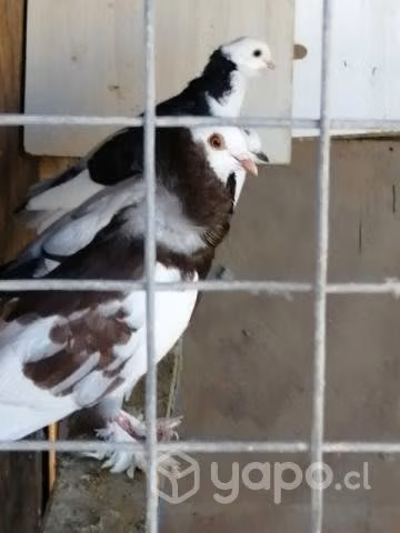 Palomas capuchinas y palomas corbatas