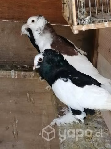 Palomas capuchinas y palomas corbatas