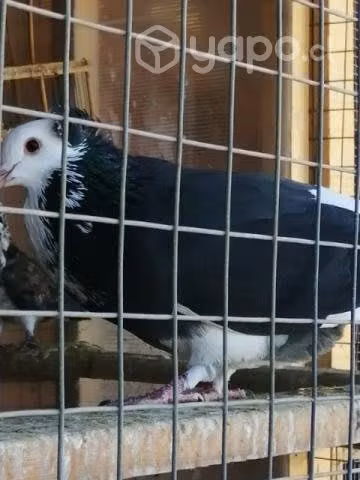 Palomas capuchinas y palomas corbatas