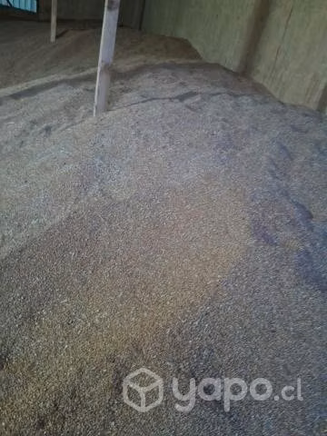 Saco de trigo limpio 25 kg de OSORNO