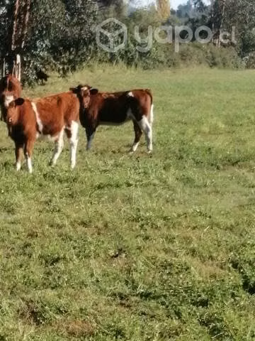 Vaquilla mamonas buena clase - Imagen 6