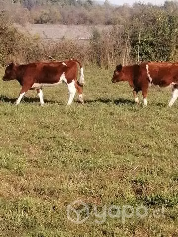 Vaquilla mamonas buena clase - Imagen 3