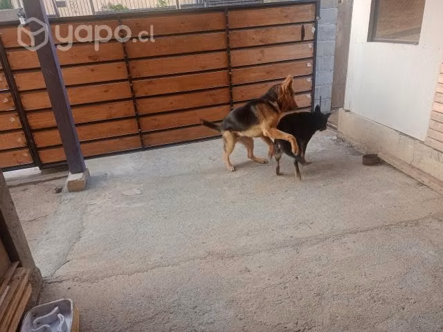 Perroo