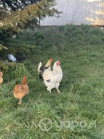 Gallo brahma - Imagen 6
