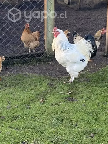 Gallo brahma - Imagen 5