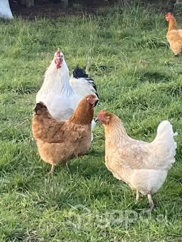 Gallo brahma - Imagen 4