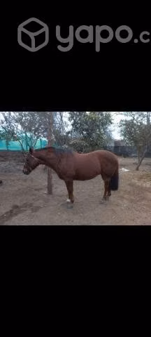 Caballo de carrera
