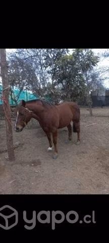 Caballo de carrera