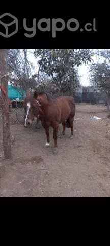 Caballo de carrera