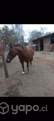 Caballo de carrera