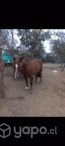 Caballo de carrera