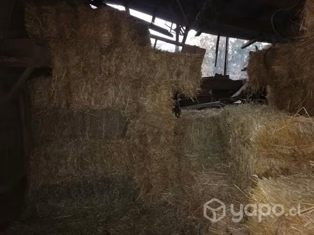 Fardos de pasto Ballica buenísima calidad