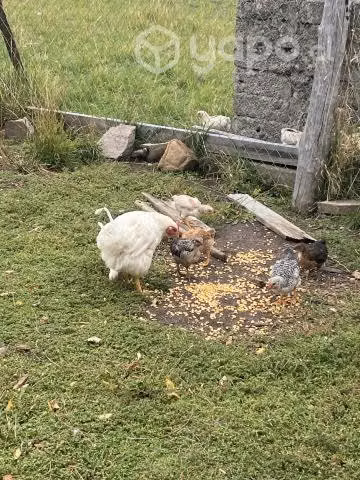 Gallinas de campo