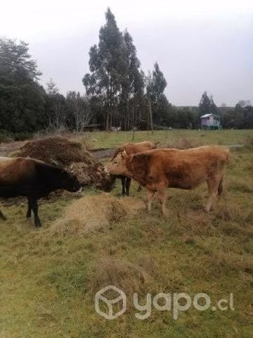 3 novillos. De 1 año y 9 meses. - Imagen 2