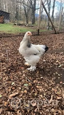Hermoso pollo y polla sangré turco armiñado - Imagen 2