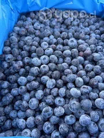 Frambuesas y Arándanos Congelados