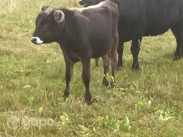 Ternero Jersey