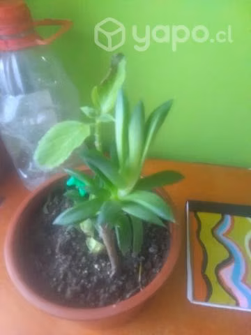 Plantas