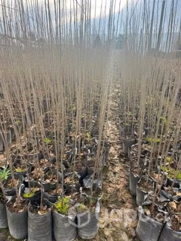 Plantas Maxma 14