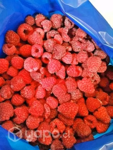 Frambuesas Congeladas IQF (Caja De 10 Kilos) - Imagen 2