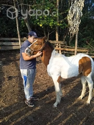Potrillo tobiano - Imagen 2