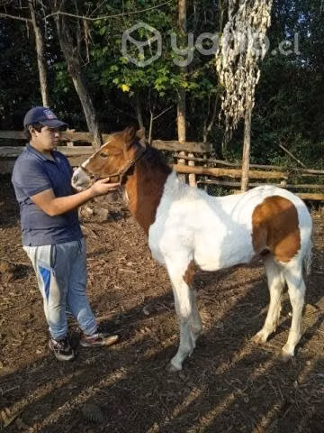 Potrillo tobiano