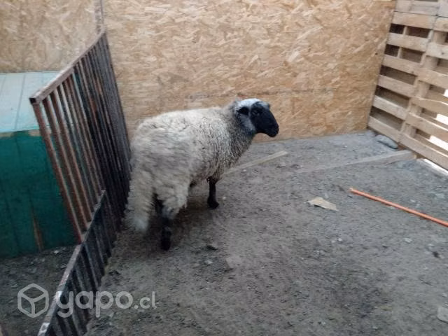 Oveja y chivo
