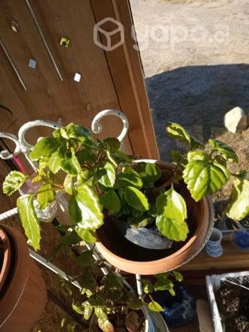 Plantas de interior