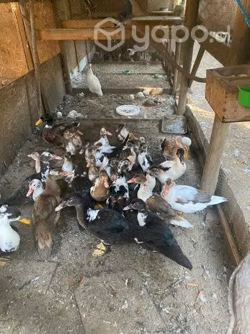 Patos caseros