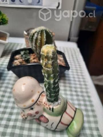 Plantas, Cactus y suculentas