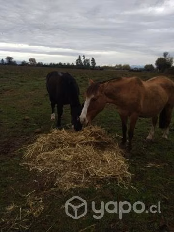 Caballo