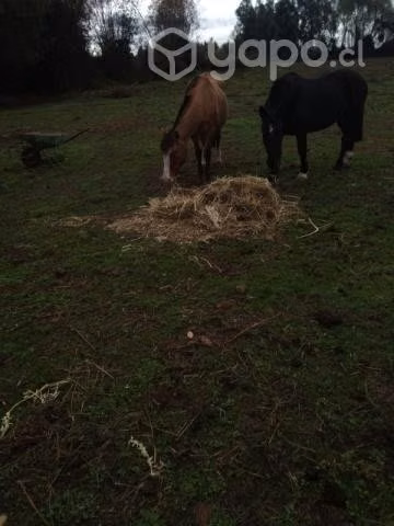 Caballo