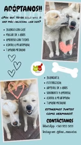 Busca hogar