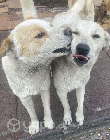 Busca hogar - Imagen 3