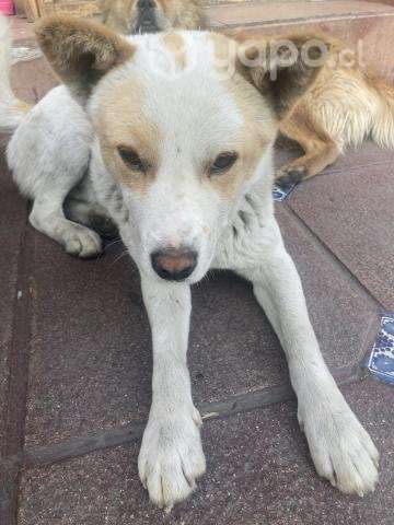 Busca hogar - Imagen 2